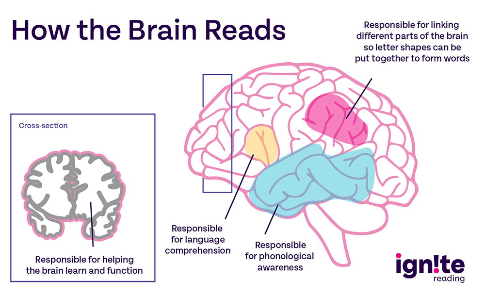 a labeled diagram of the brain that shows how the brain reads